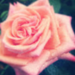 Meet your Posher, Amy